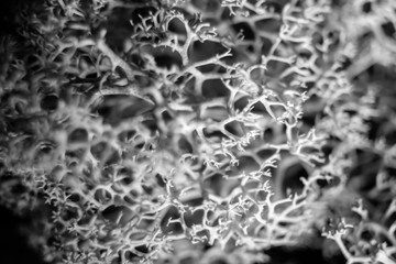 a pattern of branches of a bush. Macro shot of jagged branches of a plant. black and white shot.