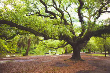 oak trees in park