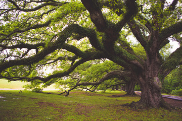 oak tree in park