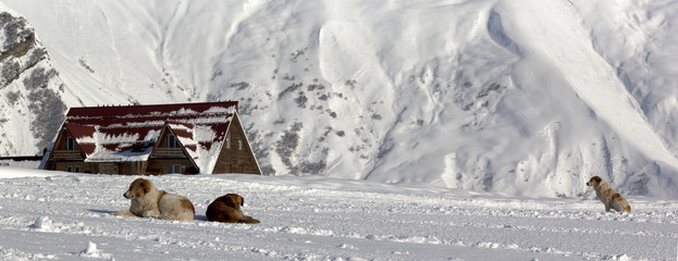 Dogs on snowy ski slope in high winter mountains