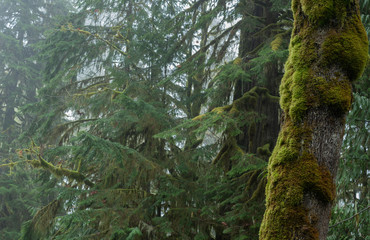 Forest landscape of moss covered tree trunk and cedar trees on a cloudy day at Rockport State Park in Washington