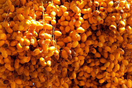 Sunlit sunches of ripening fruit of date palm