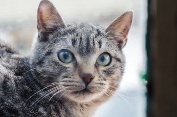 Domestic cute cat is looking through the window
