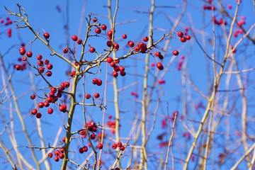 weisses gehölz mit roten Beeren im Winter