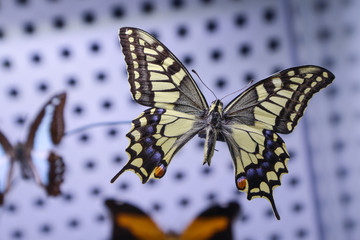 A detail picture of the colorful swallowtail butterfly from the butterfly collection.  