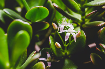 Close up shot of crassula plant in bloom