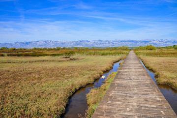 Fototapeta na wymiar Eco Park of the Nin Lagoon. Nin’ s lagoon. Endemic, endangered species. Wooden trails and bridges. Muddy and sandy shore, marshes and wetlands. Home of great number of bird species. Scenery of Velebit