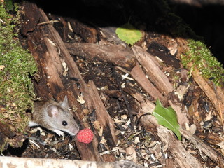 Mouse and raspberry