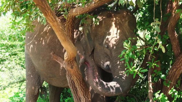 Shy Sri Lankan Elephant hiding in the trees.