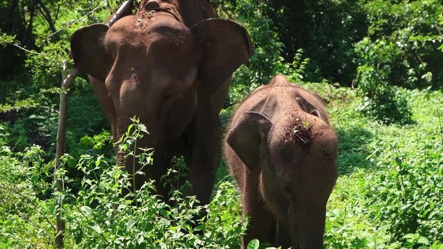 Close view of the female Sri Lankan elephant with her calf.