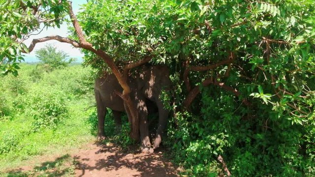 Shy Sri Lankan Elephant eating branches and hiding in the trees.