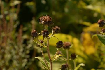 brown helianthus mollis autumn colored, ashy sunflowers in late summer with brown dried petals