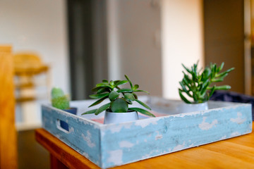 Home decorative mini plants in the room. Horizontal view.