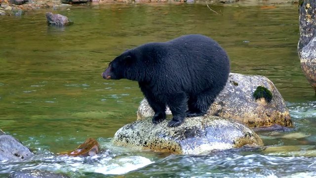 Huge amazing bear standing still, trying to catch a fish