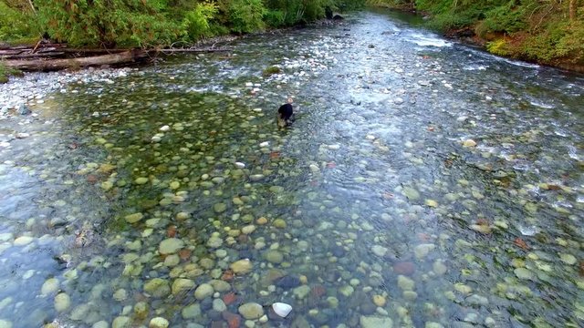 Drone shot of black bear catching salmon on a Canadian stream.