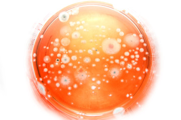 The detail of the mould on the tea inside the glass jug. 