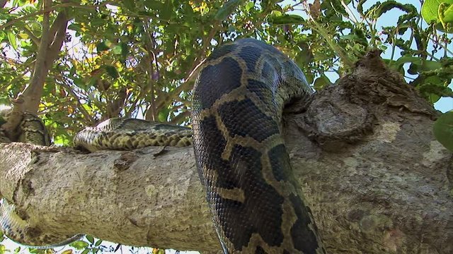 The body of a large snake slowly slithers down a tree branch with the leaves blowing in the wind