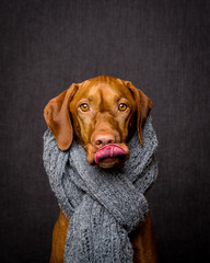 tongue out dog portrait