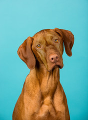 dog on blue background 