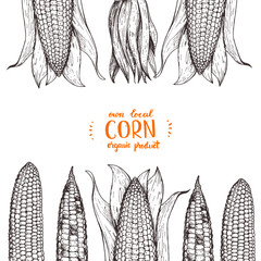 Corn on the cob hand drawn vector illustration. Corn sketch illustration. Engraving style, vintage design.