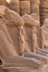 Fototapeta na wymiar Alley of the ram-headed Sphinxes. Karnak Temple, complex of Amun-Re. Luxor, Egypt.