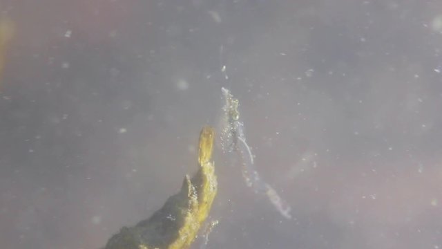 Underwater macro shot of freshwater shrimps