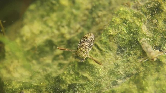 Underwater macro shot of two water bugs Notonecta