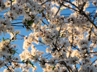 Flor de almendro. Prunus dulcis
