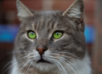 stray cat photo, colorful cat, green eyes cat
