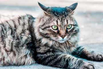Stray striped fluffy cat lies on the ground. Angry look. Dangerous wild cat.