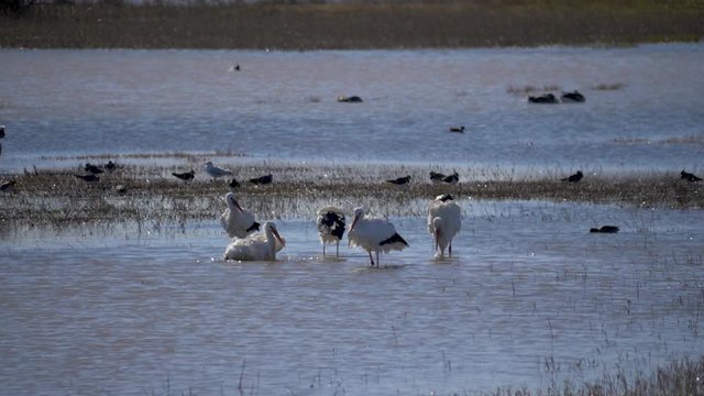 White storks bathing in a lake slow motion