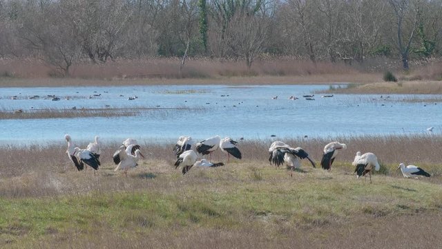 Group of white storks sunbathing after a swim in front of a lake, in a natural park