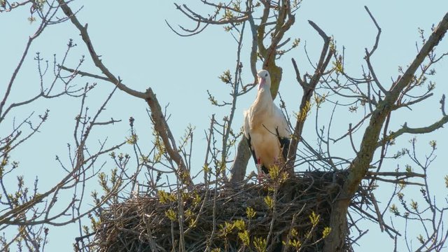 Storks in a natural environment, perched in a tree, in their nest,