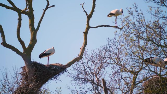 Storks in a natural environment, perched in a tree, in their nest,