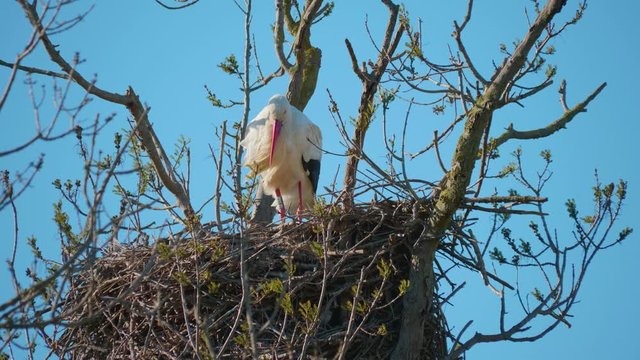 Storks in a natural environment, perched in a tree, in their nest,