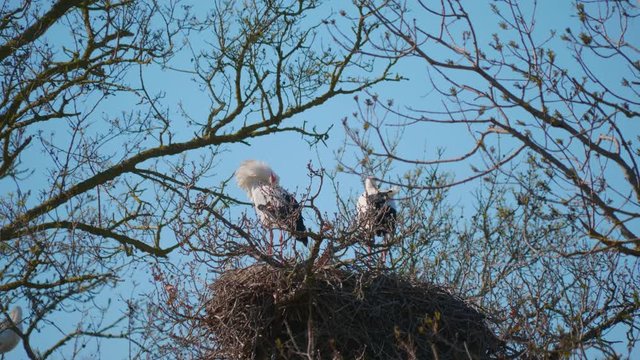 Storks in a natural environment, perched in a tree, in their nest,