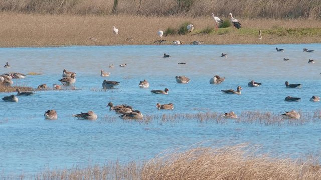 Group of white storks sunbathing after a swim in front of a lake, in a natural park