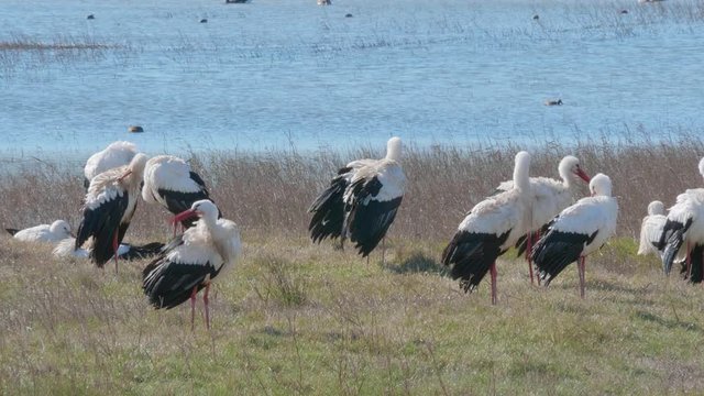Group of white storks sunbathing after a swim in front of a lake, in a natural park
