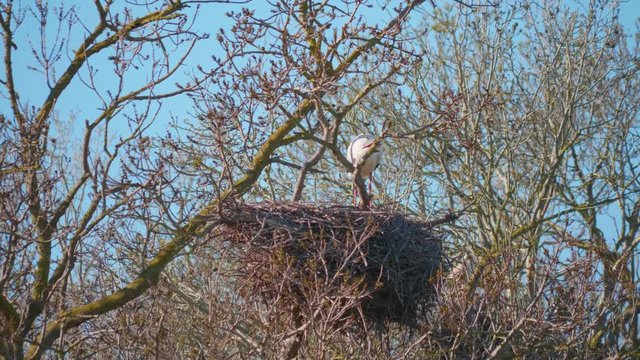 Storks in a natural environment, perched in a tree, in their nest,