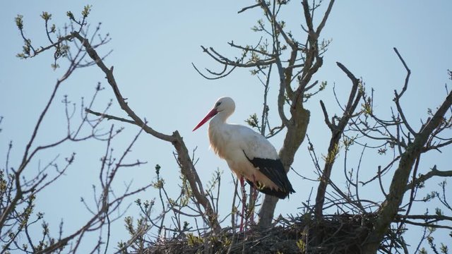 Storks in a natural environment, perched in a tree, in their nest,
