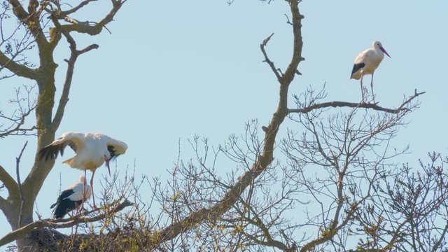 Storks in a natural environment, perched in a tree, in their nest,