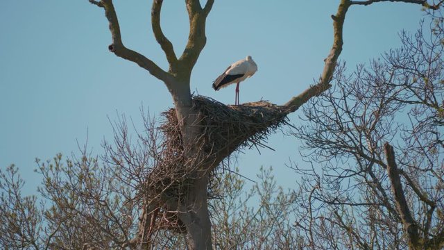 Storks in a natural environment, perched in a tree, in their nest,