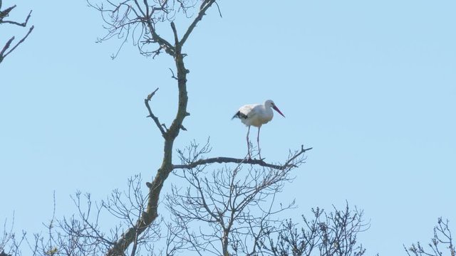 Storks in a natural environment, perched in a tree, in their nest,