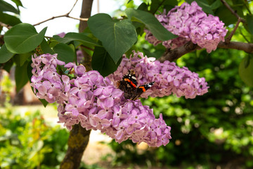 Beautiful butterfly Red Admiral. Lilac.