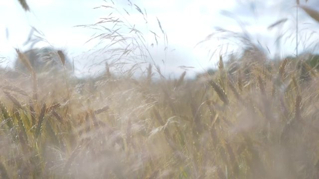 Golden wheat field bokeh blowing in gentle breeze in countryside agriculture scene.