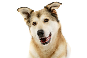 Portrait of an adorable mixed breed dog