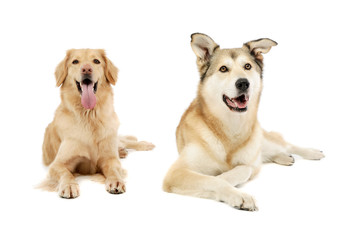 Studio shot of adorable Golden retriever and a mixed breed dog