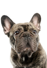 Portrait of a beautiful French Bulldog