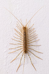 Centipede (Scutigera coleoptrata) on the wall.