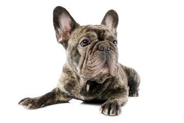 Studio shot of a beautiful French Bulldog